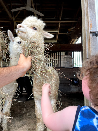 Farm «Painted Sky Alpaca Farm & Fiber Mill», reviews and photos, 95 Knight House Ln, Earleville, MD 21919, USA