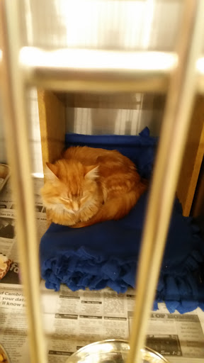 Pet Supply Store «PetSmart», reviews and photos, 5465 Dressler Rd NW, North Canton, OH 44720, USA