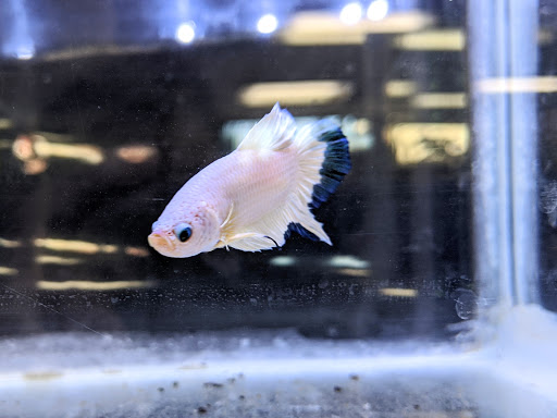 Tropical Fish Store «Sunset Pet & Supplies», reviews and photos, 1373 Sunset Blvd, Los Angeles, CA 90026, USA