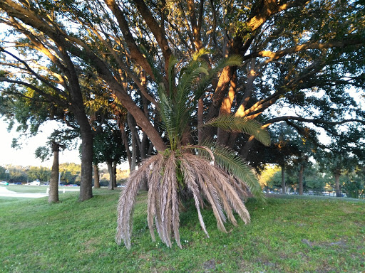 Stadium «Raymond James Stadium», reviews and photos, 4201 N Dale Mabry Hwy, Tampa, FL 33607, USA
