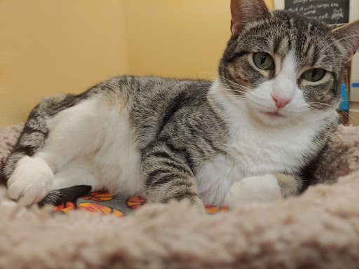 Pet Supply Store «PetSmart», reviews and photos, 2153 75th St, Darien, IL 60561, USA