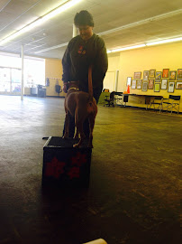 Side By Side Dog Training - Photo 7 - Car repair in , Salt Lake City