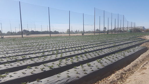 Funeral Home «Westminster Memorial Park Mortuary», reviews and photos, 14801 Beach Blvd, Westminster, CA 92683, USA