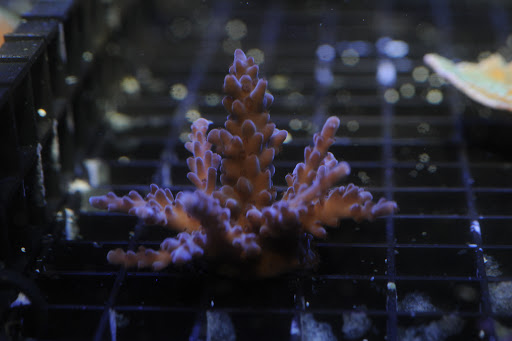 Pet Store «Animal Instincts Aquarium and Pet Center», reviews and photos, 811 Plymouth Ave, Fall River, MA 02721, USA