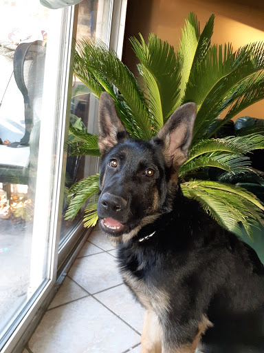 Pet Supply Store «Pet Supplies Plus», reviews and photos, 1206 W Dundee Rd, Buffalo Grove, IL 60089, USA