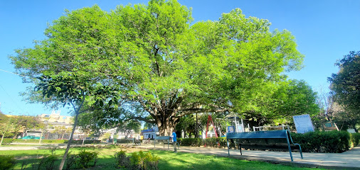 Fresno de Campo de Polo (árbol patrimonial - ACAMPA A.C.)