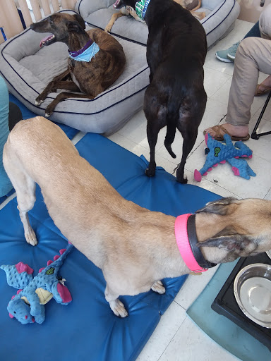 Pet Supply Store «Petco Animal Supplies», reviews and photos, 5961 Warner Ave, Huntington Beach, CA 92649, USA