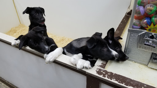 Pet Store «Zimmers Pets», reviews and photos, 51 E Philadelphia Ave, Boyertown, PA 19512, USA