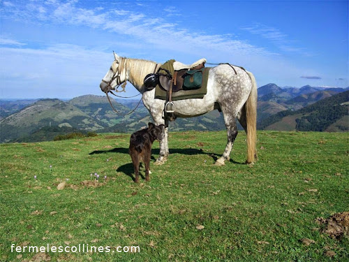 Ferme Equestre les collines à Ossès