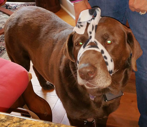 Pet Supply Store «Cheshire Cat & Dog Too», reviews and photos, 1320 Waterbury Rd, Cheshire, CT 06410, USA