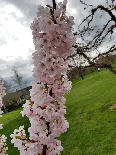 Golf Course «Apple Tree Golf Course», reviews and photos, 8804 Occidental Rd, Yakima, WA 98903, USA