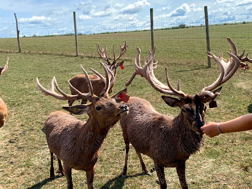 Rolling Hills Red Deer Farm