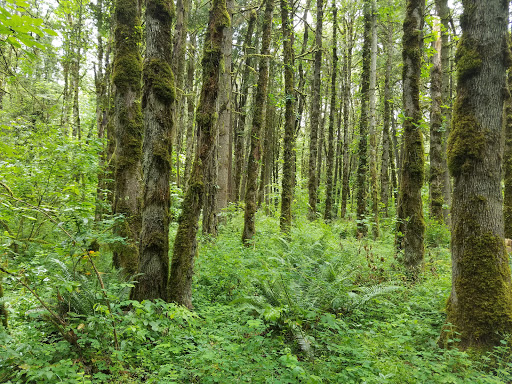 Nature Preserve «Beaverton Creek Wetlands Natural Area», reviews and photos, SW 153rd Dr, Beaverton, OR 97006, USA
