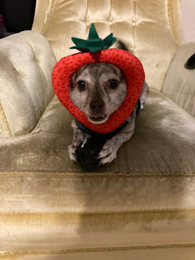 Pet Supply Store «Petco Animal Supplies», reviews and photos, 1808 Tamiami Trail a, Port Charlotte, FL 33948, USA