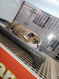 Petland Kennesaw - Photo 5 - Car repair in Kennesaw, GA, Atlanta