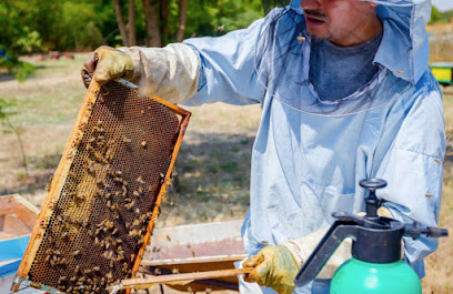 Bee N BB Removal Miami - Bee Control in Miami, FL | Bee Rescue & Bee Relocation Service