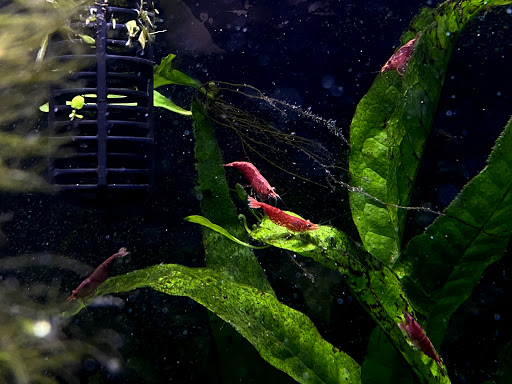 Tropical Fish Store «Wet Pets», reviews and photos, 520 Hartford Turnpike # X, Vernon, CT 06066, USA