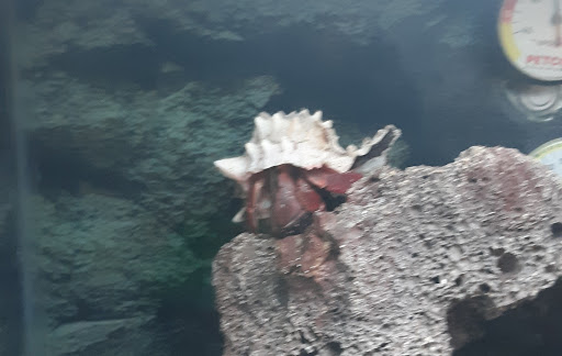 Pet Supply Store «Petco Animal Supplies», reviews and photos, 8404 Eager Rd b, Brentwood, MO 63144, USA