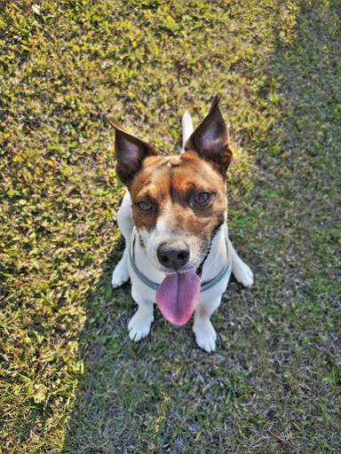 Pensioni per cani e dog hotel a Pensione cani ruga In sardegna di claudia bove