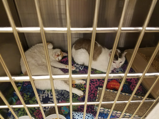 Pet Supply Store «PetSmart», reviews and photos, 380 S State Rd 434, Altamonte Springs, FL 32714, USA