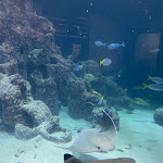 Photo n°4 de l'avis de K... fait le 24/10/2023 à 10:36 sur le  Aquarium Wilhelmshaven incl. Prehistoric Sea Museum à Wilhelmshaven