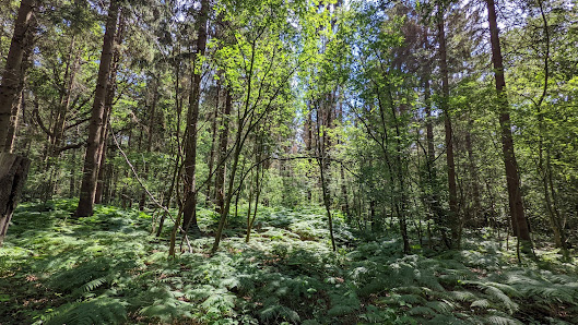 Landgoed Coendersborg Jonkersvaart 34, 9366 TC Jonkersvaart, Nederland