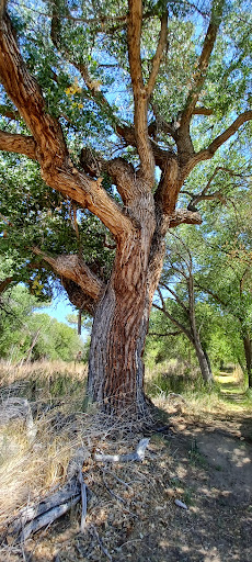 Nature Preserve «Kern River Preserve», reviews and photos, 18747 CA-178, Weldon, CA 93283, USA