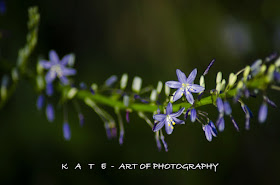 KATE - ART OF PHOTOGRAPHY