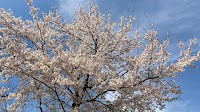 旧樋口家住宅