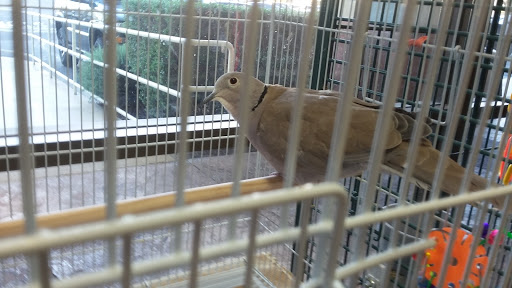 Pet Supply Store «At Your Services Pet Supplies», reviews and photos, 55 S Valle Verde Dr #300, Henderson, NV 89012, USA