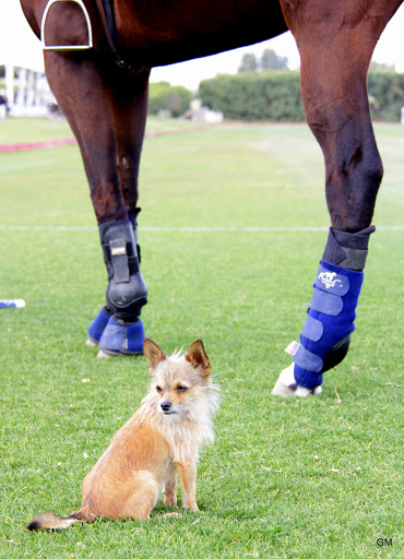 Country Club «Indian Palms Country Club & Resort», reviews and photos, 48630 Monroe St, Indio, CA 92201, USA