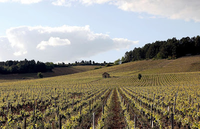 Vins de Bourgogne - Tous les Bourgognes - Le Bourguignon à Givry