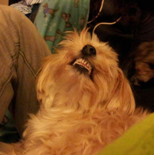 Pet Supply Store «Pet Food Express», reviews and photos, 372 Woodside Rd, Redwood City, CA 94061, USA