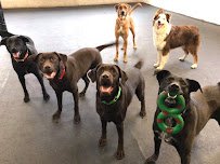 AnnaBelle's Canine Station - Photo 4 - Car repair in DeWitt, MI, Lansing