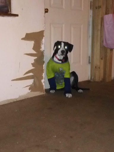 Pet Supply Store «Petco Animal Supplies», reviews and photos, 7223 Coastal Blvd, Brooksville, FL 34613, USA