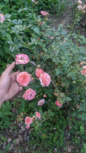 Top 20 cửa hàng cafe Huyện Chợ Lách Bến Tre 2022