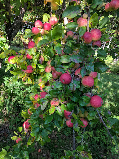 Orchard «Poverty Lane Orchards and Farnum Hill Ciders», reviews and photos, 98 Poverty Ln, Lebanon, NH 03766, USA