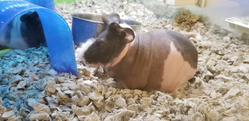 Pet Supply Store «PetSmart», reviews and photos, 1515 US-22, Watchung, NJ 07069, USA