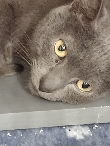 Pet Supply Store «PetSmart», reviews and photos, 130 Junction Drive, Glen Carbon, IL 62034, USA