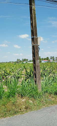 Cửa hàng Phân Bón - Thuốc BV Thực Vật Lộc Phát