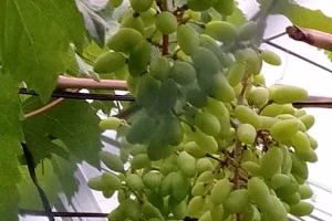 Kebun Anggur ABC Ciletuh Grapes image