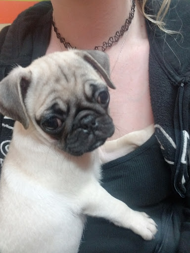 Pet Store «Petland», reviews and photos, 920 Hebron Rd, Heath, OH 43056, USA