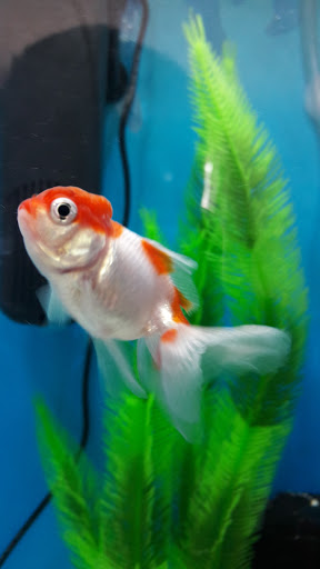 Pet Store «Pet Town», reviews and photos, 7804 Florence Ave, Downey, CA 90240, USA