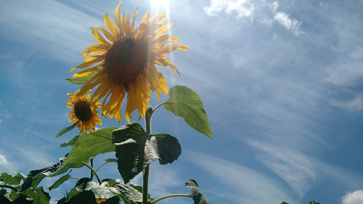 Farm «Alstede Farms», reviews and photos, 1 Alstede Farms Ln, Chester, NJ 07930, USA