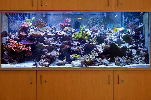 Tropical Fish Store «Vivid Aquarium Inc», reviews and photos, 21126 Vanowen St, Canoga Park, CA 91303, USA