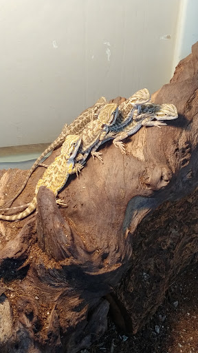 Pet Store «Pet Central», reviews and photos, 1200 Smallhouse Rd, Bowling Green, KY 42104, USA