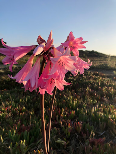 Park «Mussel Rock Park», reviews and photos, Skyline Dr & Westline Dr, Daly City, CA 94015, USA