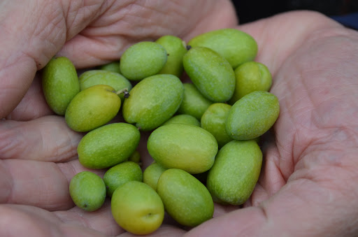 Natural Foods Store «The Olive Oil Taproom», reviews and photos, 200 Towne Center W Blvd, Henrico, VA 23233, USA