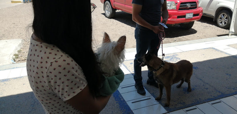 Arce Hospital de Mascotas