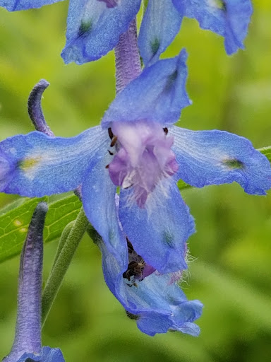 Nature Preserve «Shaw Nature Reserve», reviews and photos, 307 Pinetum Loop Rd, Gray Summit, MO 63039, USA